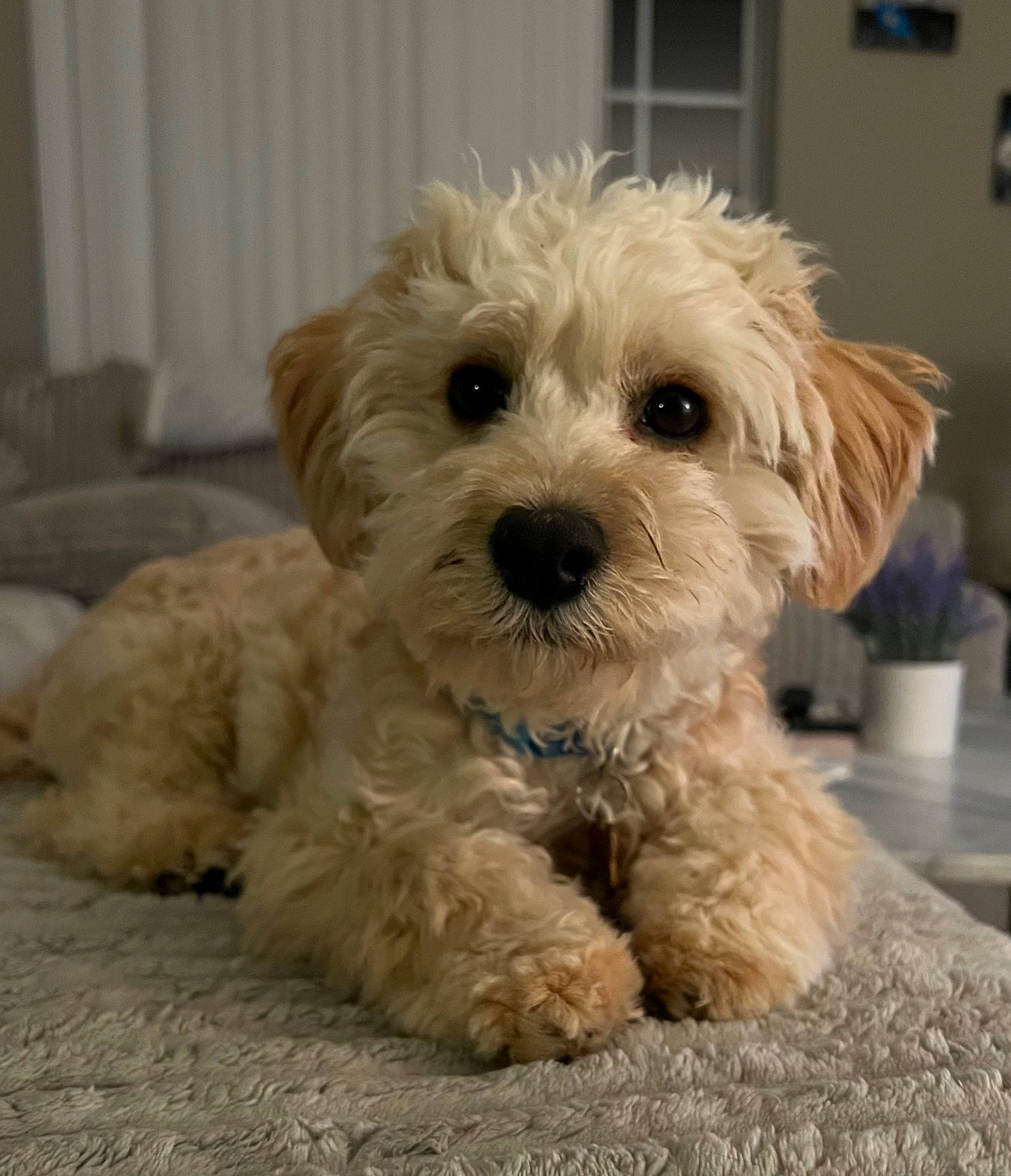 Tanner is registered to the contest to win money with this photo: canidae, carnivore, companion_dog, dog, dog_breed, flowerpot, fur, houseplant, labradoodle, puppy_love, shih_poo, small_terrier, snout, sporting_group, terrier, toy_dog, water_dog, window, working_animal, yorkipoo