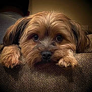 Nilee joined the competition — help win amazing prizes! dog, close_up, fluffy, resting, couch, paws, brown_fur, indoor, portrait, cute, pet, animal, cozy, texture, expression, looking, face, ears, soft_lighting, background_blur