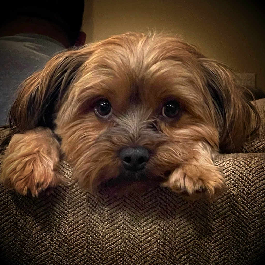 Nilee joined the competition — help win amazing prizes! animal, background_blur, brown_fur, close_up, couch, cozy, cute, dog, ears, expression, face, fluffy, indoor, looking, paws, pet, portrait, resting, soft_lighting, texture