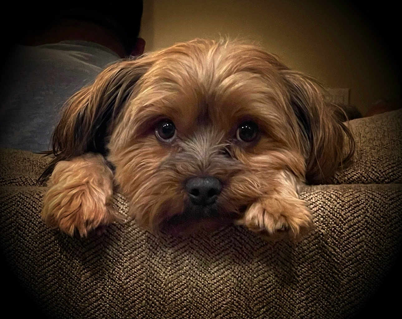 Nilee joined the competition — help win amazing prizes! dog, close_up, fluffy, resting, couch, paws, brown_fur, indoor, portrait, cute, pet, animal, cozy, texture, expression, looking, face, ears, soft_lighting, background_blur