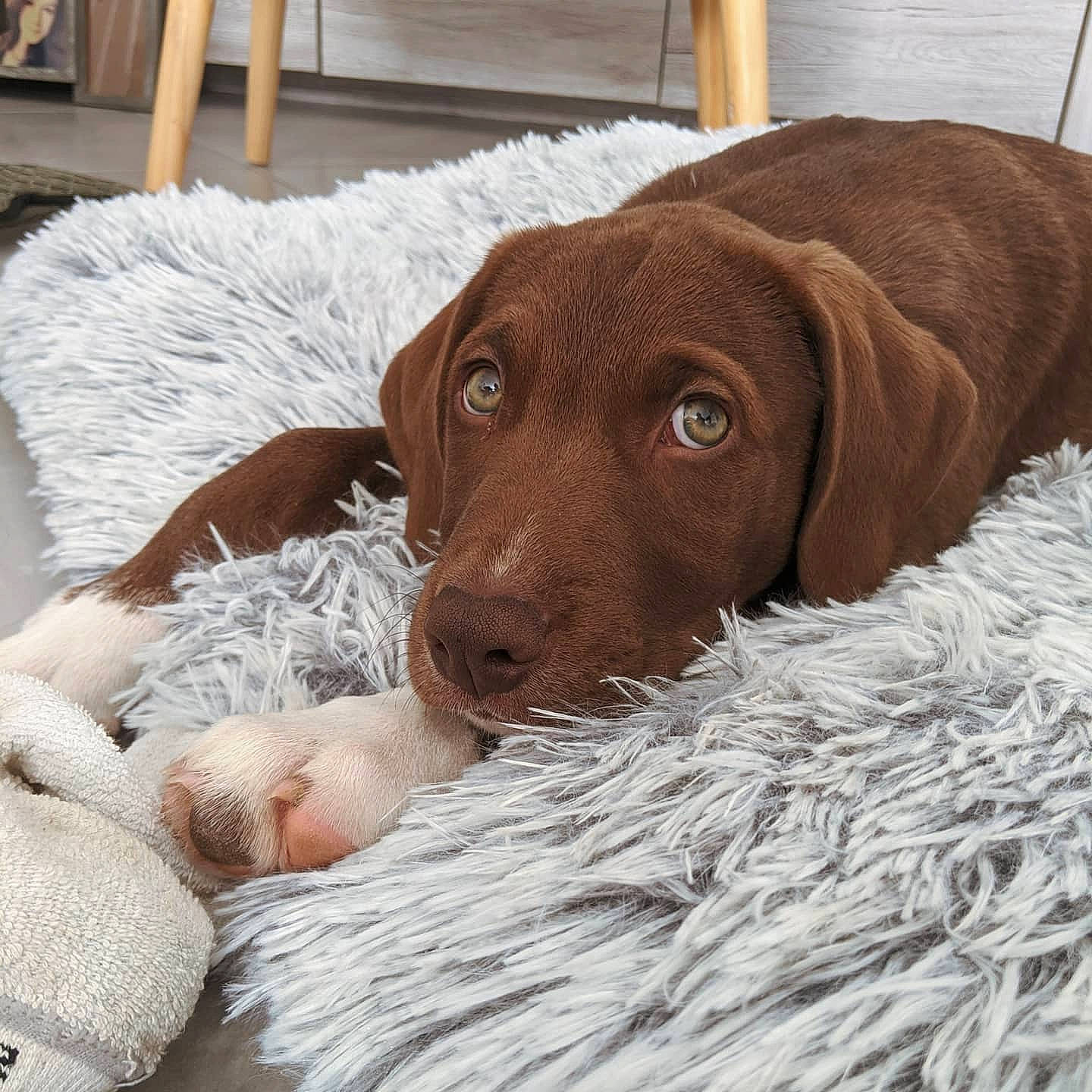 Magnus a rejoint le concours — aidez-le/la à gagner de superbes lots ! beagador, canidae, carnivore, companion_dog, dog, dog_breed, german_longhaired_pointer, german_shorthaired_pointer, hunting_dog, labrador_retriever, liver, mammal, pointer, pointing_breed, puppy, retriever, snout, sporting_group, vertebrate, vizsla