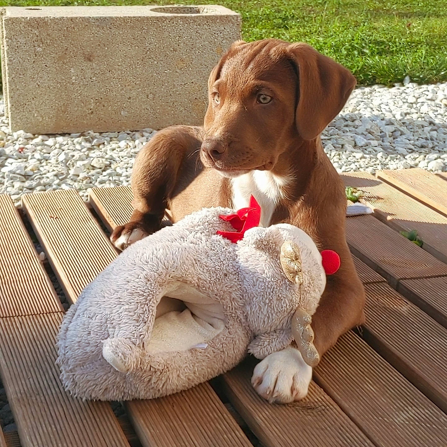 Magnus a rejoint le concours — aidez-le/la à gagner de superbes lots ! bracco_italiano, braque_francais, canidae, carnivore, dog, dog_breed, fawn, german_shorthaired_pointer, hunting_dog, liver, mammal, pointer, pointing_breed, puppy, sporting_group, vertebrate, vizsla