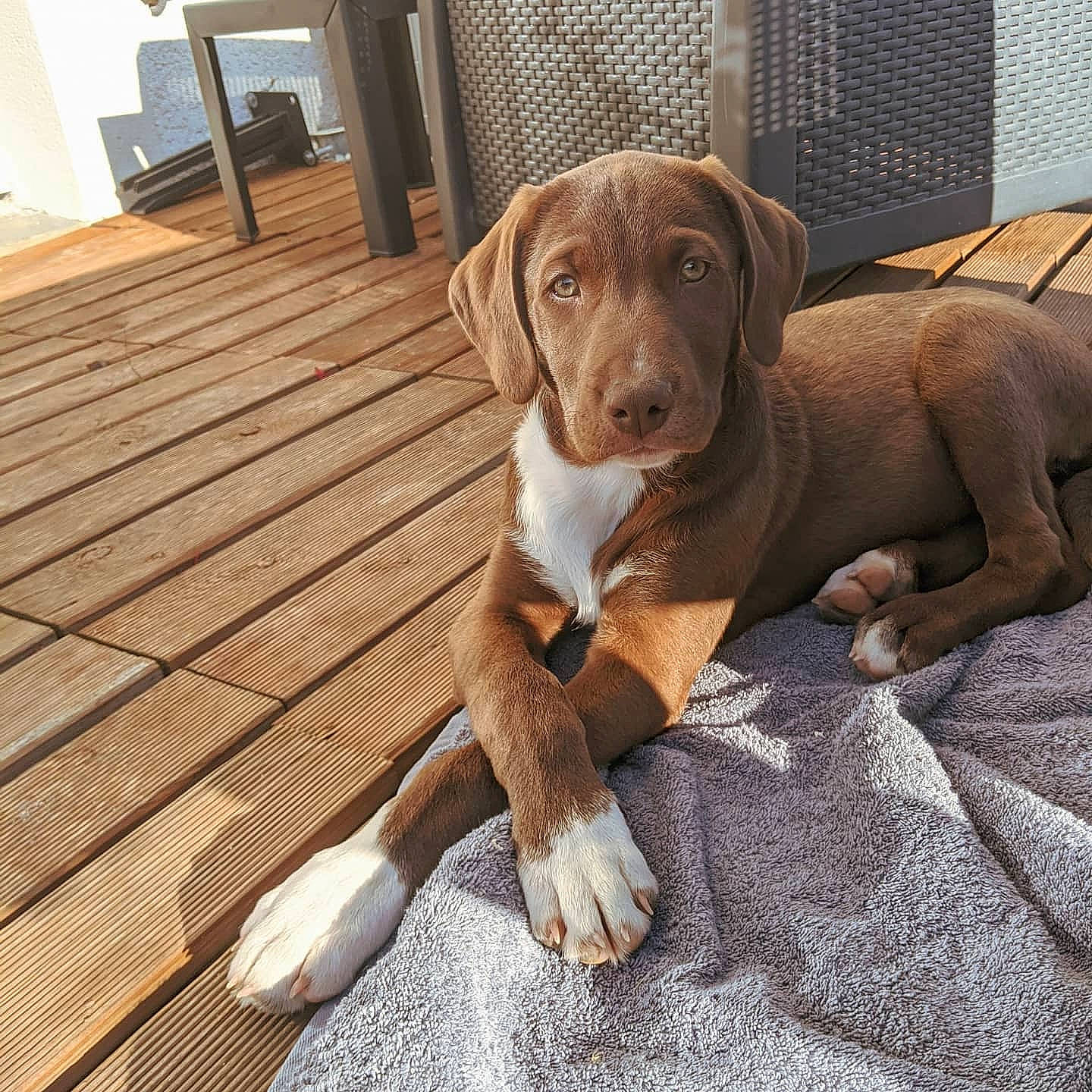 Magnus participe au concours pour gagner de l'argent avec cette photo : beagador, canidae, carnivore, companion_dog, dog, dog_breed, fawn, hunting_dog, labrador_retriever, liver, mammal, pointer, pointing_breed, puppy, sporting_group, vertebrate, vizsla, weimaraner