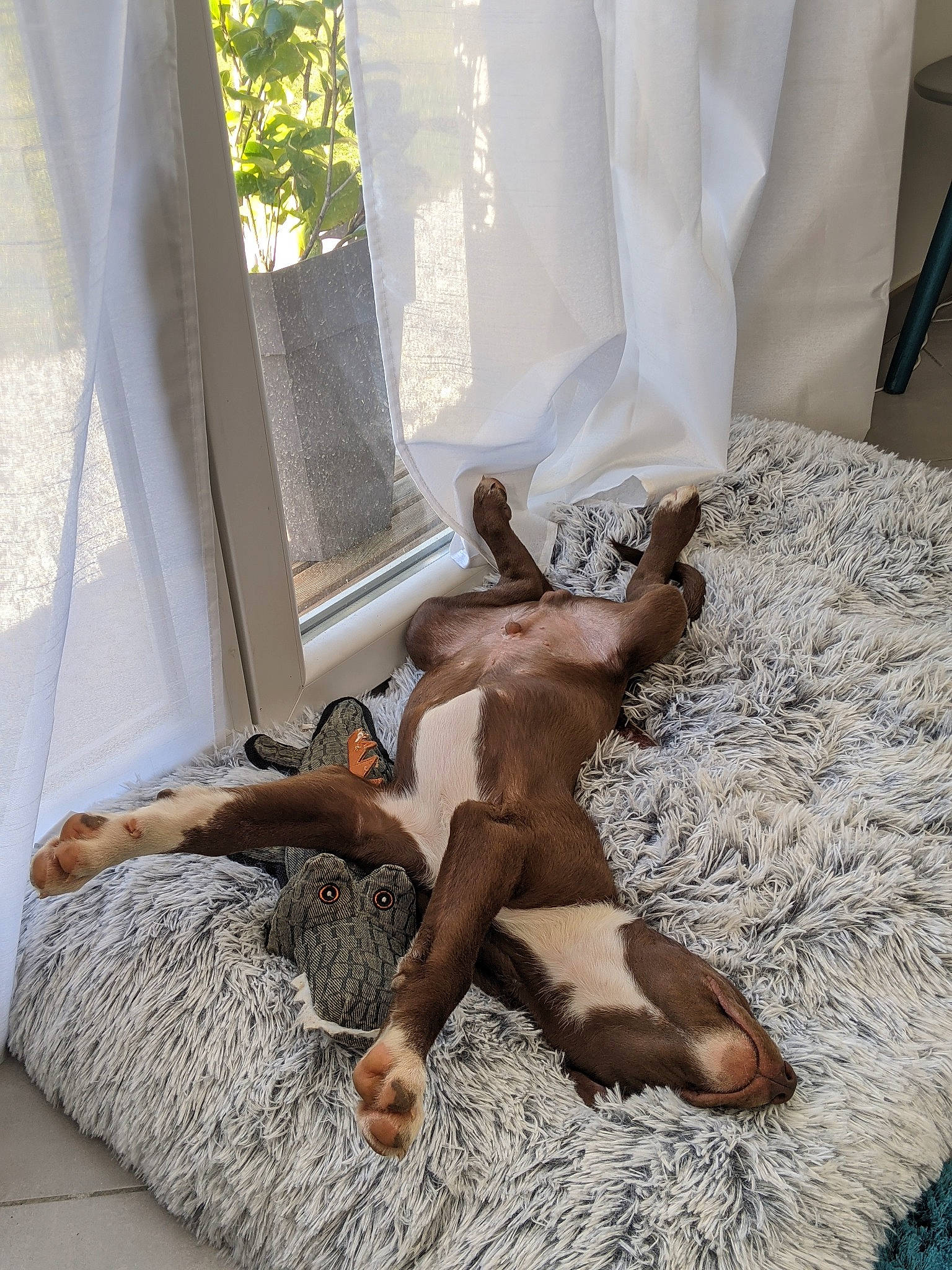 Magnus a rejoint le concours — aidez-le/la à gagner de superbes lots ! fawn, furniture, leg, muscle, room