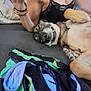 Max joined the competition — help win amazing prizes! dog, smiling, lying_down, couch, person, arm, clothing, fabric, relaxed, pet, indoor, fur, collar, paw, blanket, colorful, casual, resting, cozy, funny