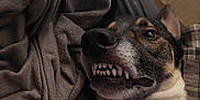 Max is registered to the contest to win money with this photo: dog, teeth, close_up, indoor, bed, blanket, red_collar, fur, snarl, playful, canine, pet, animal, resting, expression, mouth, nose, ears, dresser, cozy