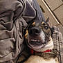 Max is registered to the contest to win money with this photo: dog, pet, teeth, blanket, plaid, collar, fur, lying_down, indoor, cozy, expression, close_up, animal, snout, ears, comfort, relaxation, bedroom, couch, cute