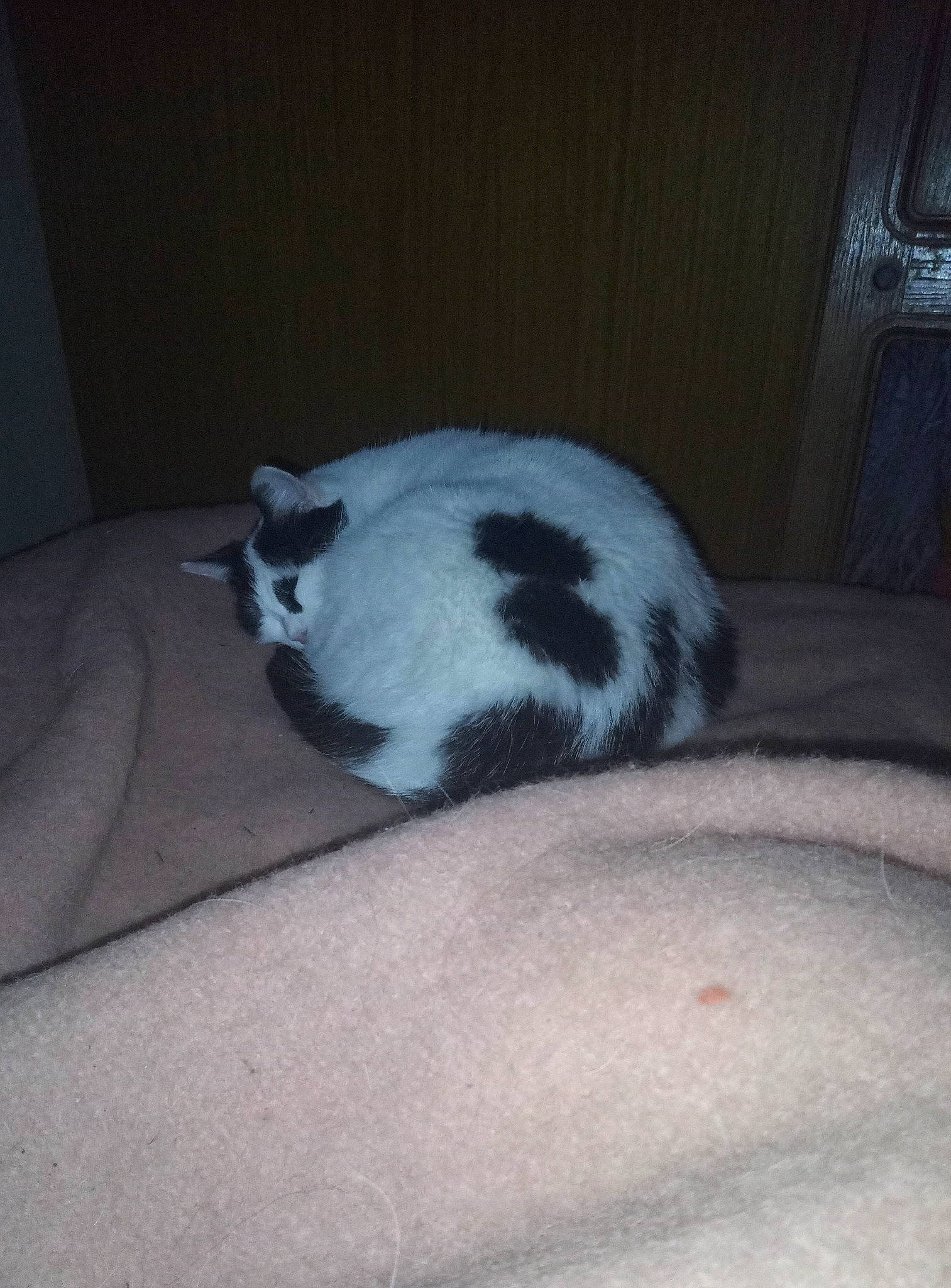 Perline participe au concours pour gagner de l'argent avec cette photo : canidae, carnivore, cat, cat_supply, comfort, dog_breed, domestic_short_haired_cat, felidae, flooring, fur, grey, monochrome_photography, nap, paw, room, small_to_medium_sized_cats, tail, terrestrial_animal, whiskers