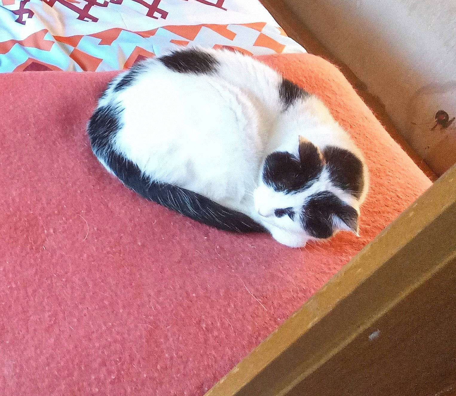 Perline participe au concours pour gagner de l'argent avec cette photo : canidae, cat, cat_supply, comfort, companion_dog, dog_breed, domestic_short_haired_cat, fawn, felidae, flooring, fur, hardwood, paw, pet_supply, small_to_medium_sized_cats, sporting_group, tail, terrestrial_animal, whiskers, wood