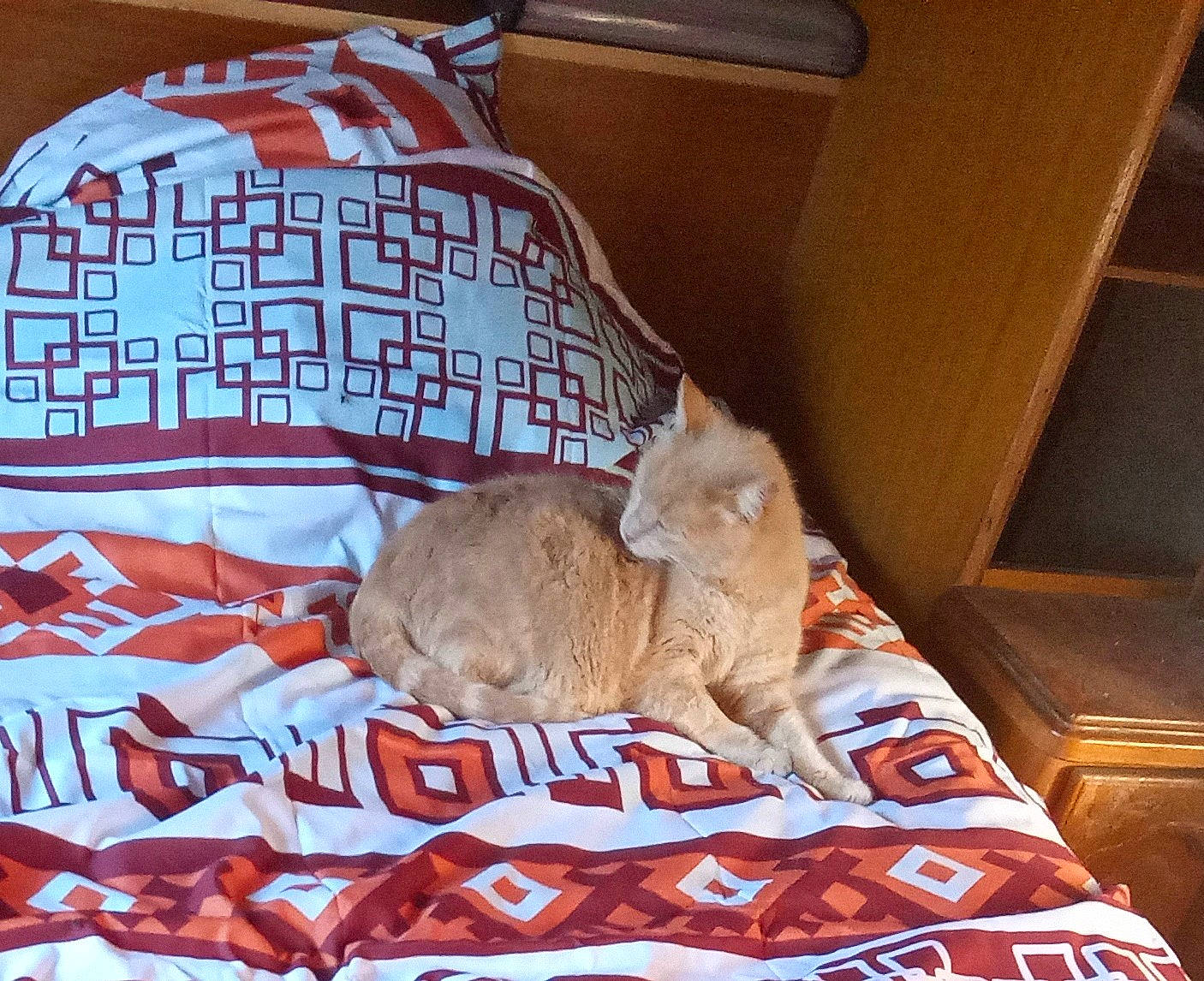 Clochette participe au concours pour gagner de l'argent avec cette photo : box, carnivore, cat, cat_supply, comfort, domestic_short_haired_cat, fawn, felidae, font, fur, linens, nap, room, shipping_box, sleep, small_to_medium_sized_cats, tail, whiskers, wood