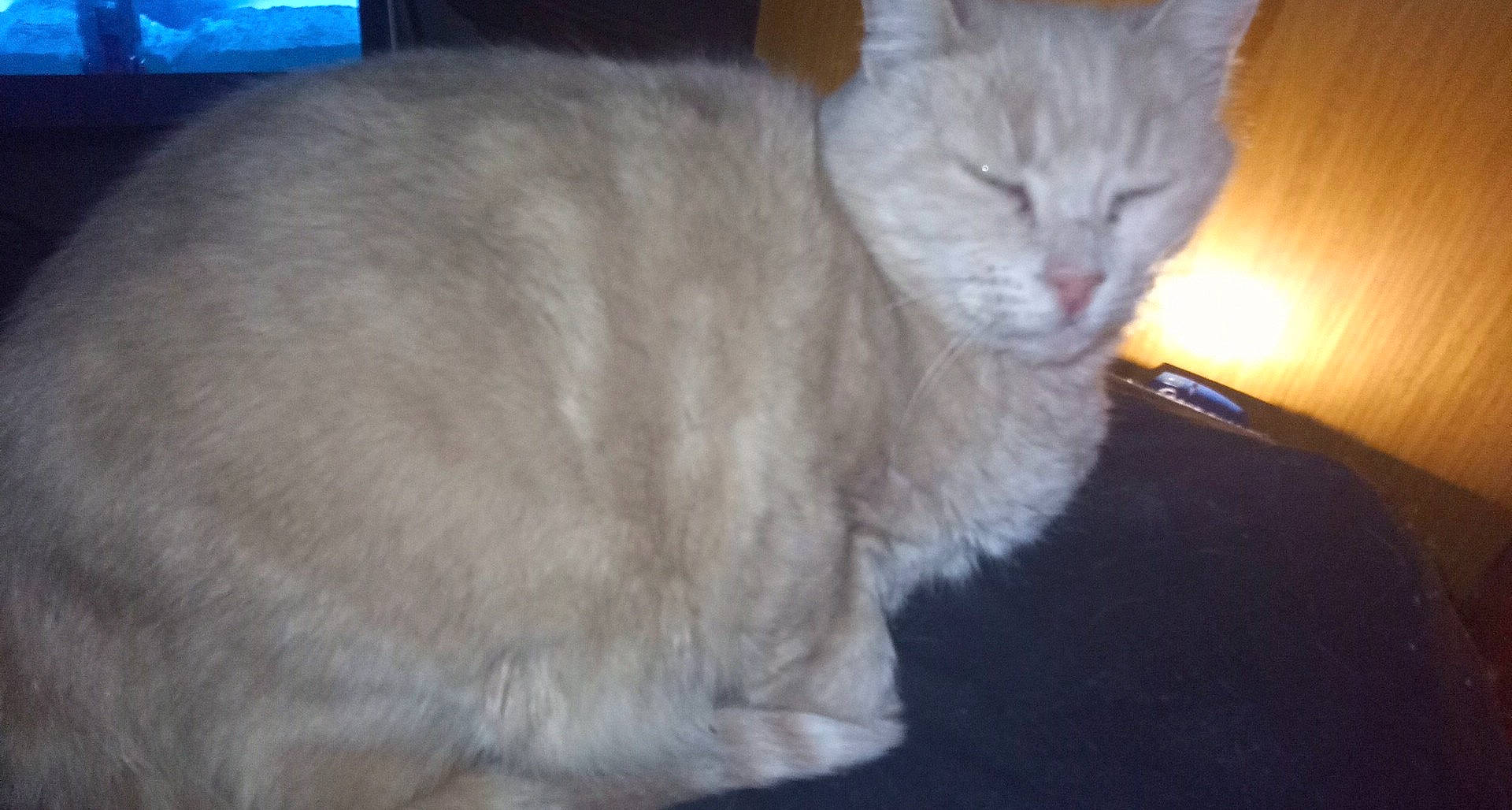 Clochette a rejoint le concours — aidez-le/la à gagner de superbes lots ! carnivore, cat, comfort, domestic_short_haired_cat, felidae, fur, small_to_medium_sized_cats, tail, whiskers