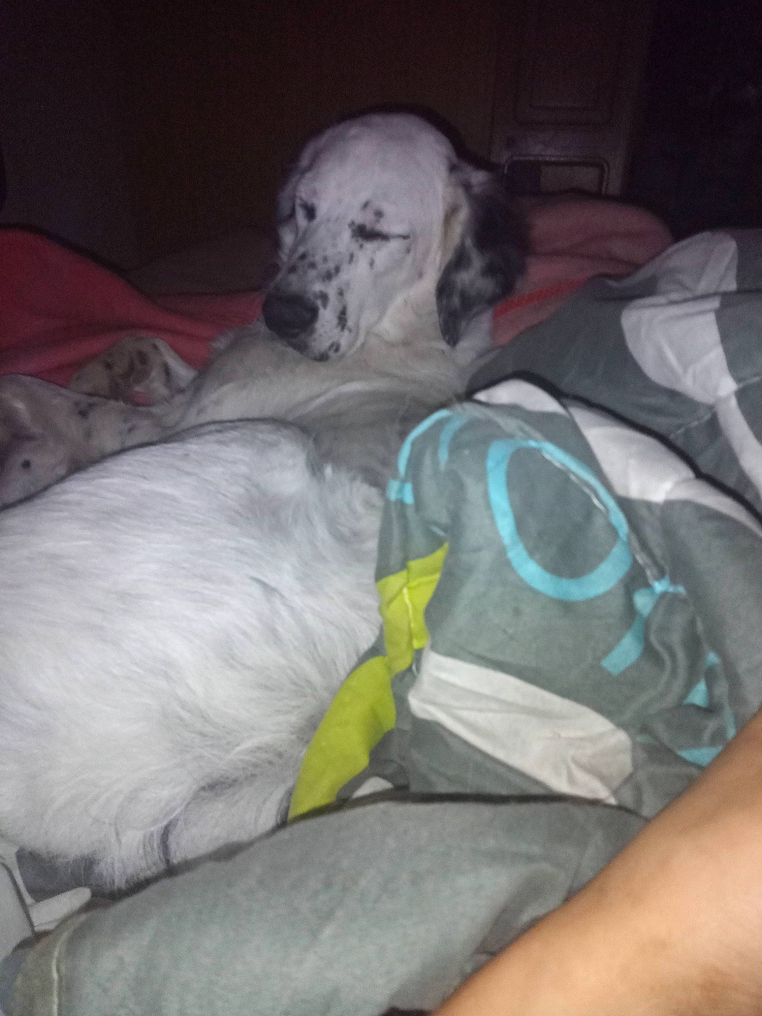 Aiva participe au concours pour gagner de l'argent avec cette photo : canidae, carnivore, comfort, companion_dog, dog, dog_breed, dog_supply, fawn, fur, linens, mammal, nap, non_sporting_group, sleep, sporting_group, working_animal