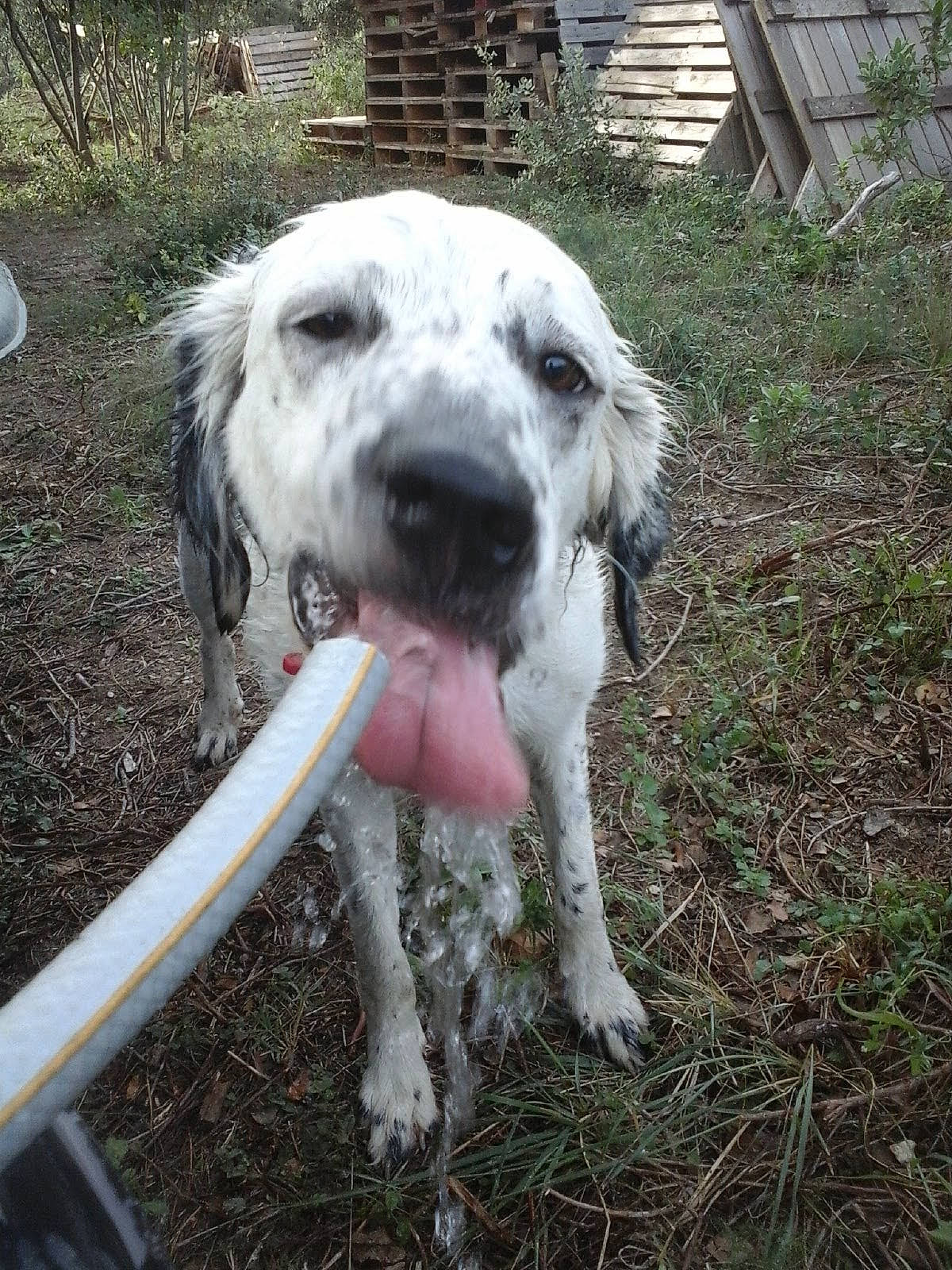 Aiva participe au concours pour gagner de l'argent avec cette photo : carnivore, companion_dog, dog, dog_breed, fawn, grass, non_sporting_group, pet_supply, plant, sporting_group, terrestrial_animal, working_animal