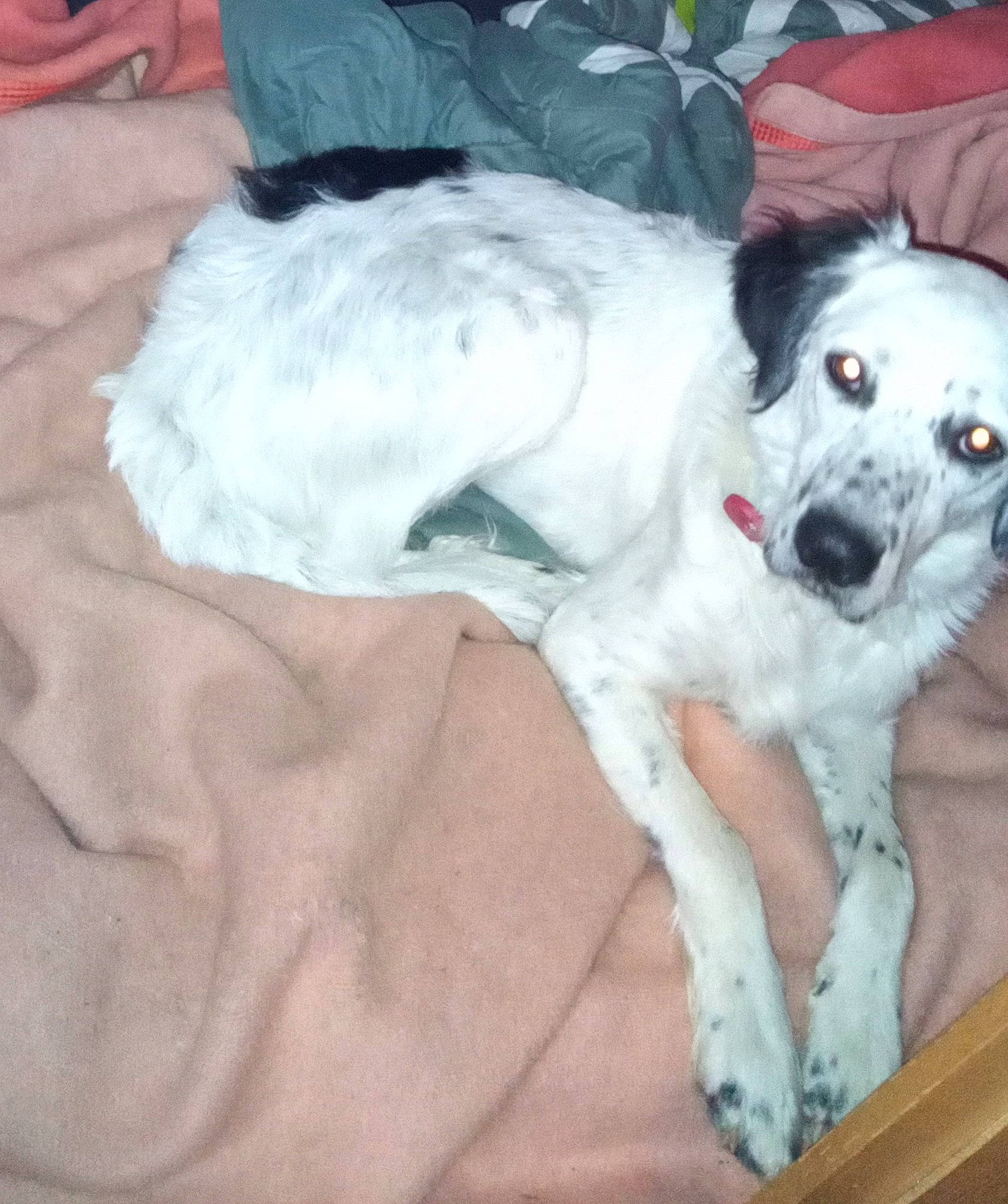 Aiva participe au concours pour gagner de l'argent avec cette photo : canidae, carnivore, comfort, companion_dog, dog, dog_breed, dog_supply, fur, linens, non_sporting_group, paw, puppy_love, sporting_group, toy_dog, working_animal