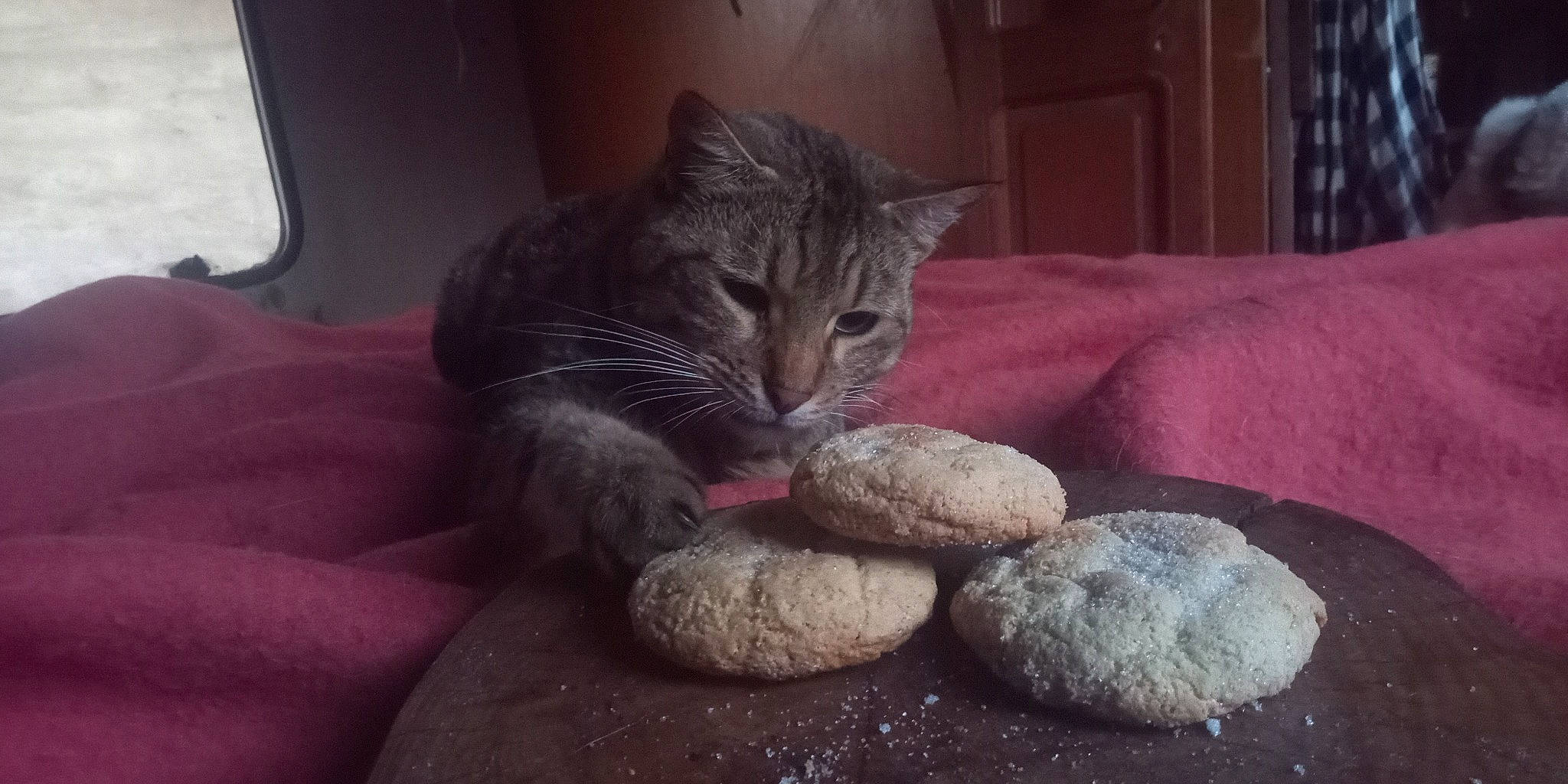 Armani a rejoint le concours — aidez-le/la à gagner de superbes lots ! carnivore, cat, claw, comfort, domestic_short_haired_cat, felidae, fur, ingredient, paw, pebble, rock, room, small_to_medium_sized_cats, tail, whiskers, window, wood