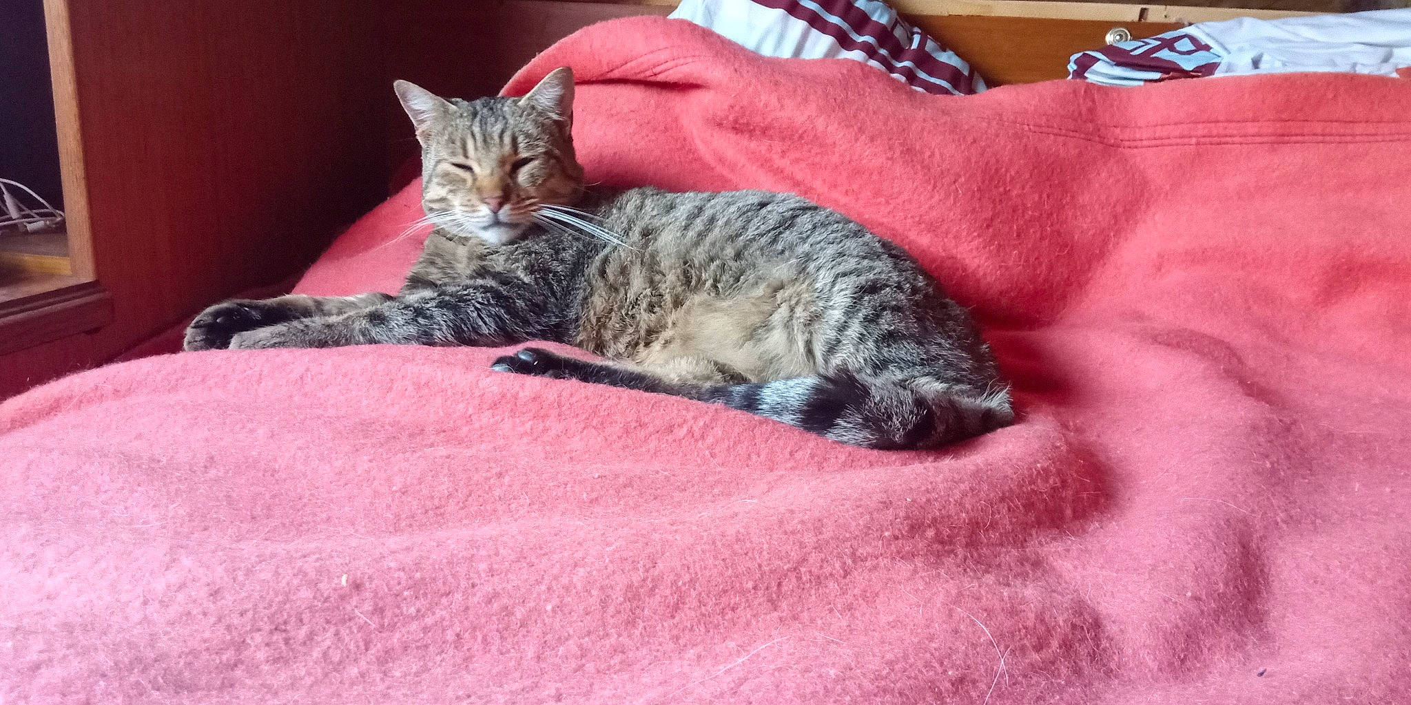 Armani a rejoint le concours — aidez-le/la à gagner de superbes lots ! bed, carnivore, cat, claw, comfort, domestic_short_haired_cat, felidae, fur, grey, linens, paw, small_to_medium_sized_cats, snout, terrestrial_animal, textile, whiskers