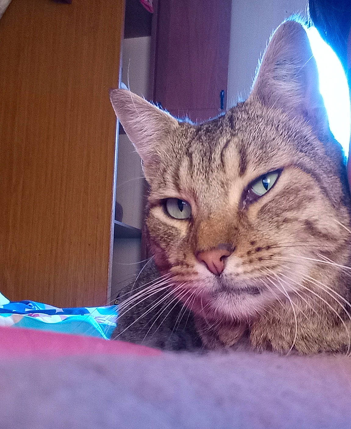 Armani a rejoint le concours — aidez-le/la à gagner de superbes lots ! carnivore, cat, comfort, domestic_short_haired_cat, electric_blue, felidae, fur, iris, paw, sitting, sky, small_to_medium_sized_cats, snout, square, whiskers, wildlife, window