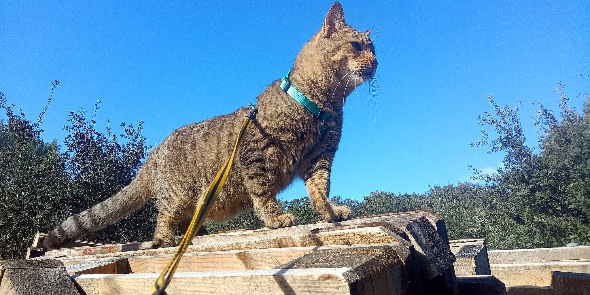 Armani participe au concours pour gagner de l'argent avec cette photo : bobcat, carnivore, cat, domestic_short_haired_cat, felidae, fur, grass, lynx, plant, roof, sitting, sky, small_to_medium_sized_cats, snout, tail, terrestrial_animal, tree, whiskers, wildlife, wood