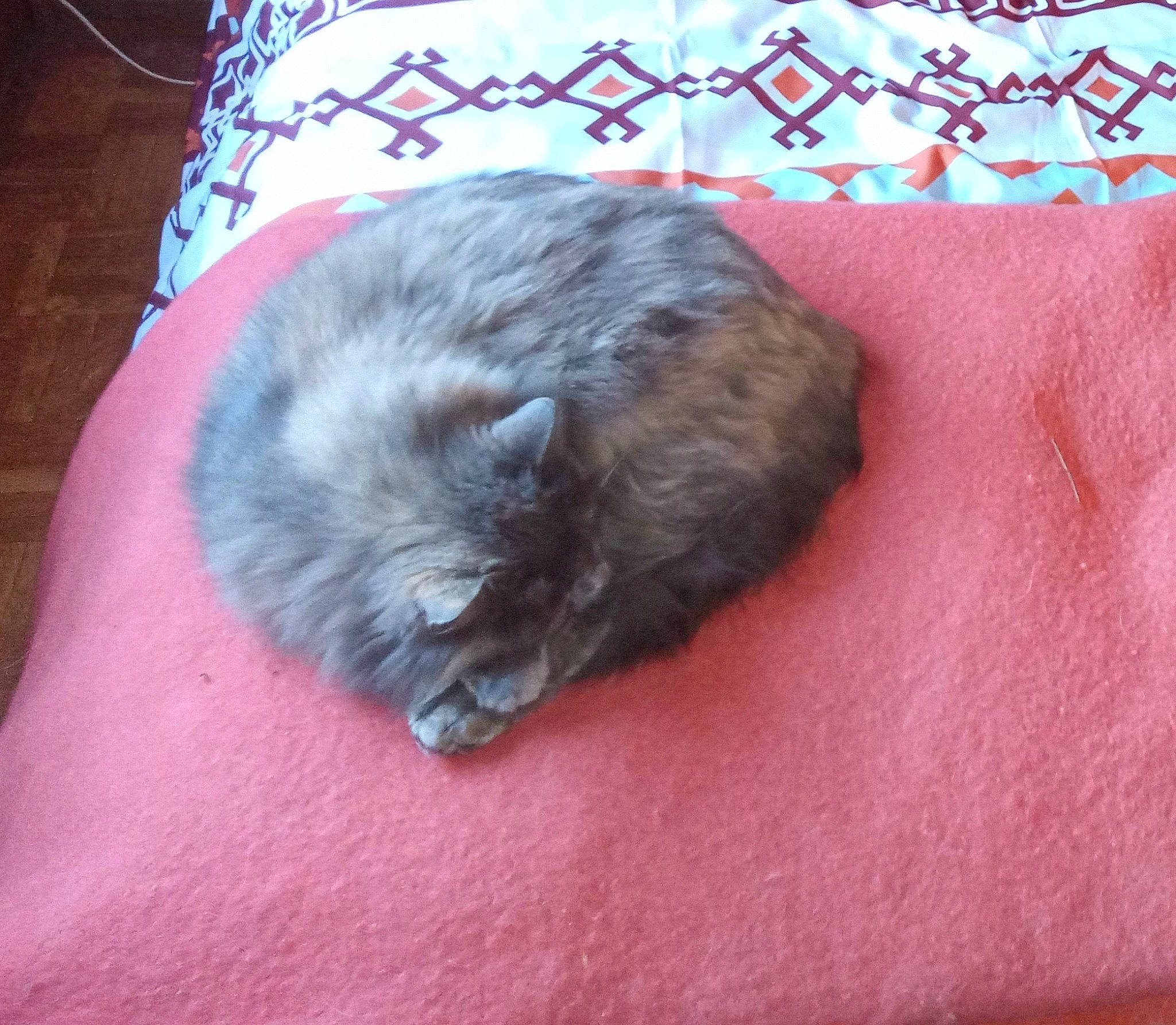 Iluvia a rejoint le concours — aidez-le/la à gagner de superbes lots ! british_longhair, carnivore, cat, comfort, domestic_short_haired_cat, fawn, felidae, fur, paw, rodent, small_to_medium_sized_cats, snout, tail, terrestrial_animal, whiskers