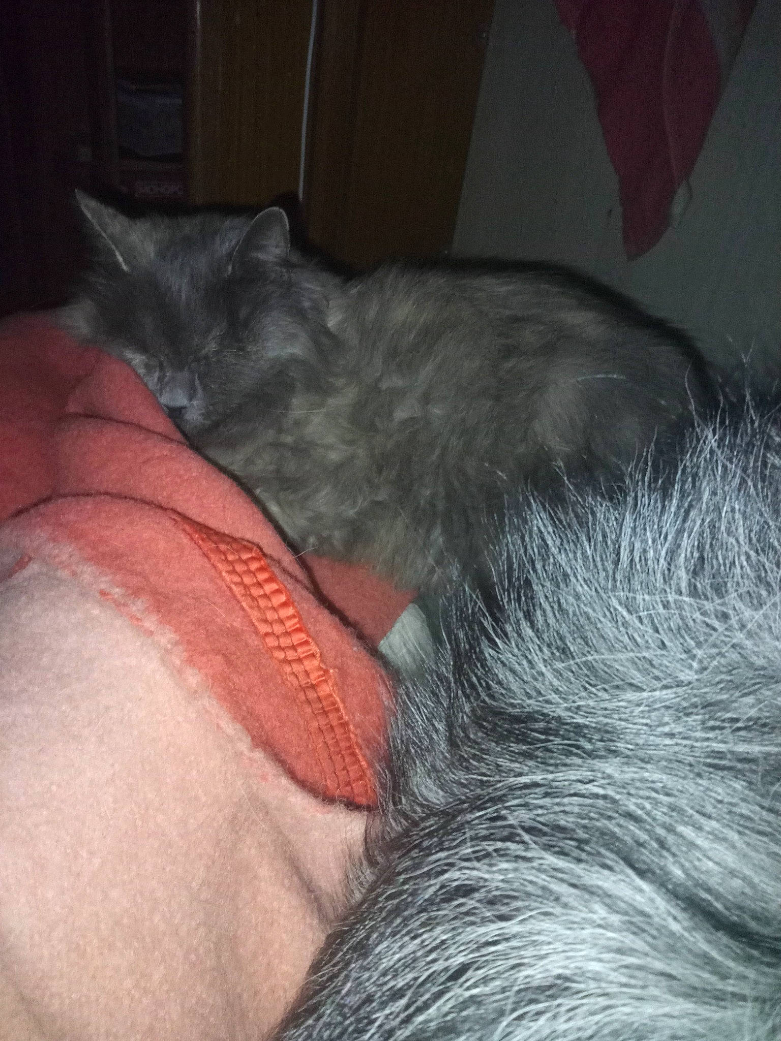 Iluvia a rejoint le concours — aidez-le/la à gagner de superbes lots ! carnivore, cat, claw, comfort, dog_breed, domestic_short_haired_cat, ear, felidae, flesh, fur, grey, human_leg, liver, nap, natural_material, small_to_medium_sized_cats, snout, tail, terrestrial_animal, whiskers