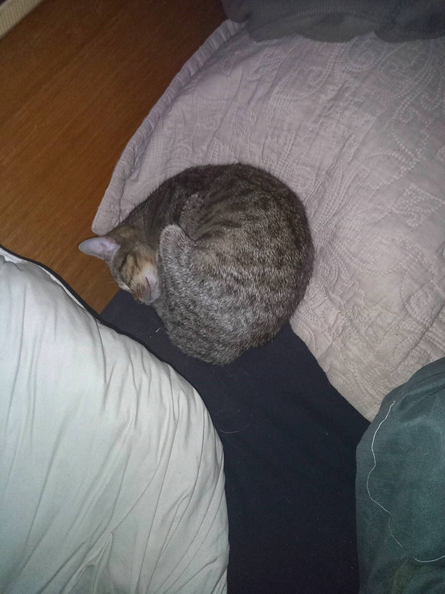 Prenia a rejoint le concours — aidez-le/la à gagner de superbes lots ! carnivore, cat, cloud, comfort, domestic_short_haired_cat, felidae, fur, grey, hardwood, linens, nap, paw, room, sleep, small_to_medium_sized_cats, tail, whiskers, wood, wool