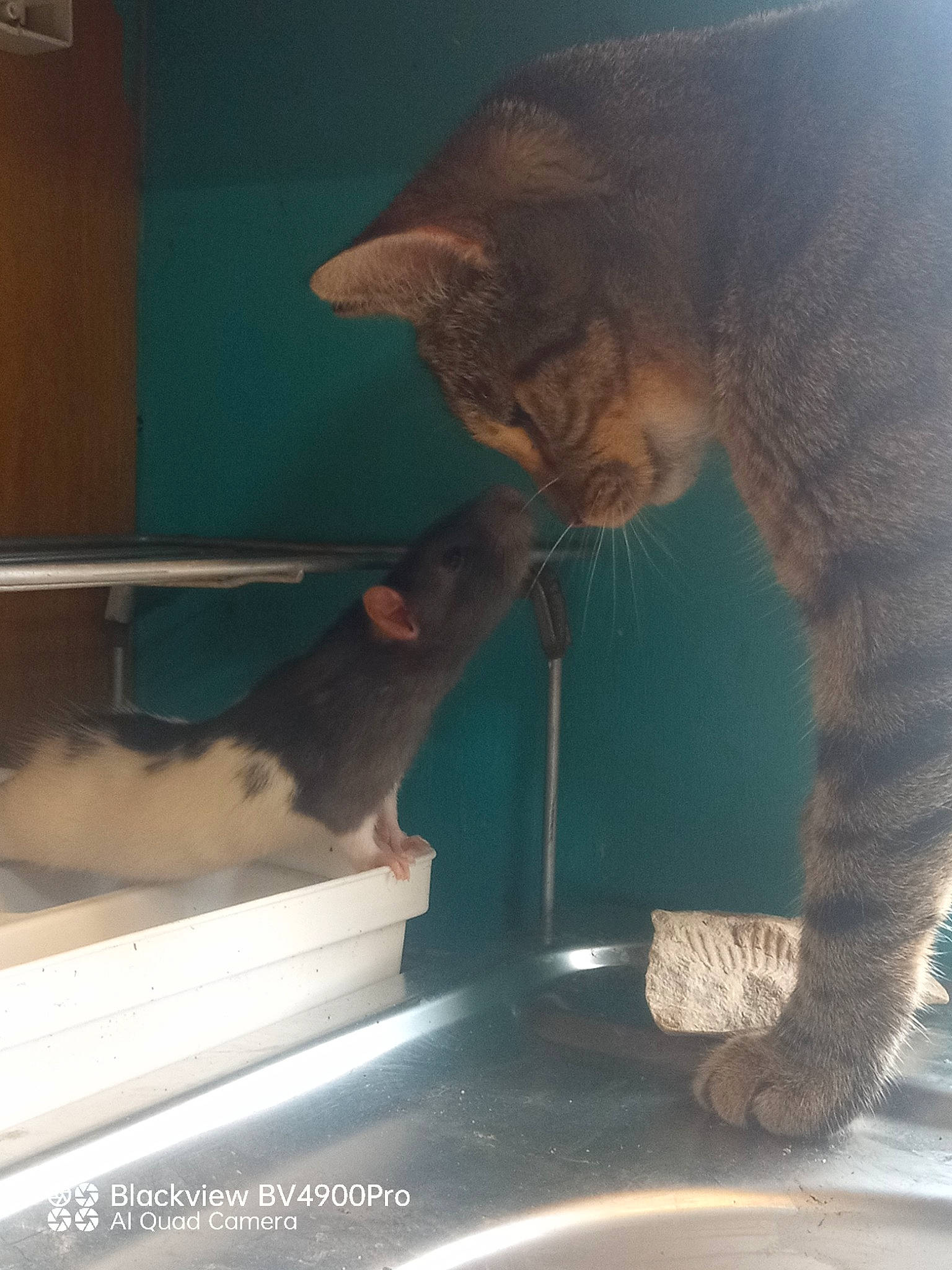 Prenia participe au concours pour gagner de l'argent avec cette photo : carnivore, cat, cat_supply, claw, domestic_short_haired_cat, fawn, felidae, flooring, fur, glass, human_leg, machine, pet_supply, small_to_medium_sized_cats, snout, tail, terrestrial_animal, whiskers, window, wood