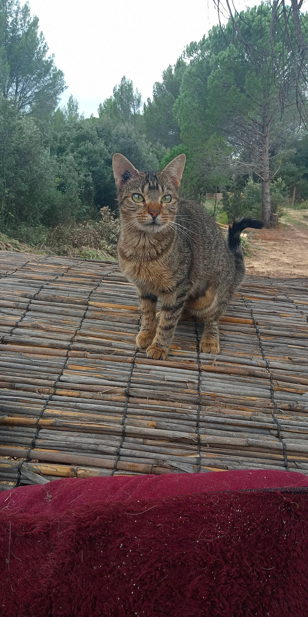 Prenia a rejoint le concours — aidez-le/la à gagner de superbes lots ! botany, carnivore, cat, domestic_short_haired_cat, felidae, fur, grass, plant, road_surface, roof, sky, small_to_medium_sized_cats, snout, tail, terrestrial_animal, tree, twig, whiskers, wildlife, wood