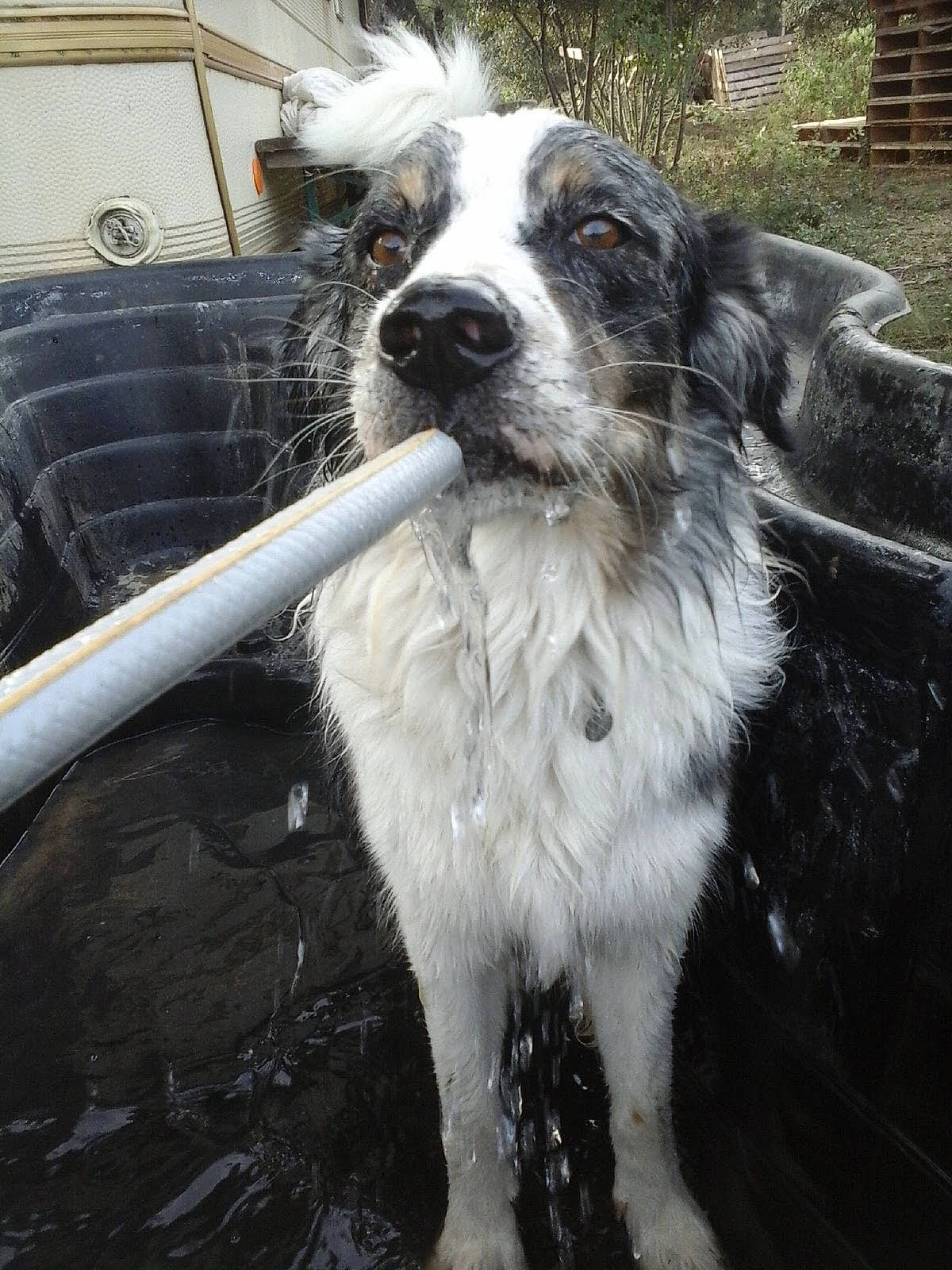 Randir participe au concours pour gagner de l'argent avec cette photo : australian_collie, border_collie, canidae, carnivore, chair, collar, companion_dog, dog, dog_breed, dog_collar, fur, gun_dog, herding_dog, snout, spaniel, sporting_group, tail, whiskers, working_animal, working_dog