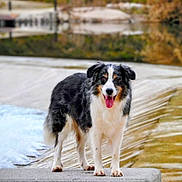 Randir a rejoint le concours — aidez-le/la à gagner de superbes lots ! animal, australian_shepherd, blurred_background, canine, concrete, dam, dog, ears, fur, happy, mammal, nature, outdoor, pet, river, smiling, standing, tongue_out, trees, water