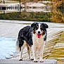 animal, australian_shepherd, blurred_background, canine, concrete, dam, dog, ears, fur, happy, mammal, nature, outdoor, pet, river, smiling, standing, tongue_out, trees, water