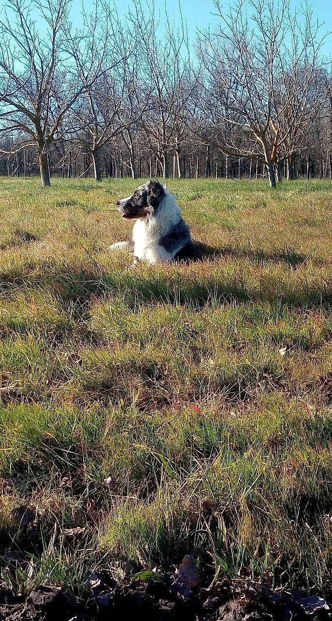 Randir a rejoint le concours — aidez-le/la à gagner de superbes lots ! carnivore, companion_dog, dog, dog_breed, fawn, grass, grass_family, grassland, landscape, meadow, natural_landscape, pasture, people_in_nature, plant, prairie, sky, soil, sporting_group, terrestrial_animal, tree