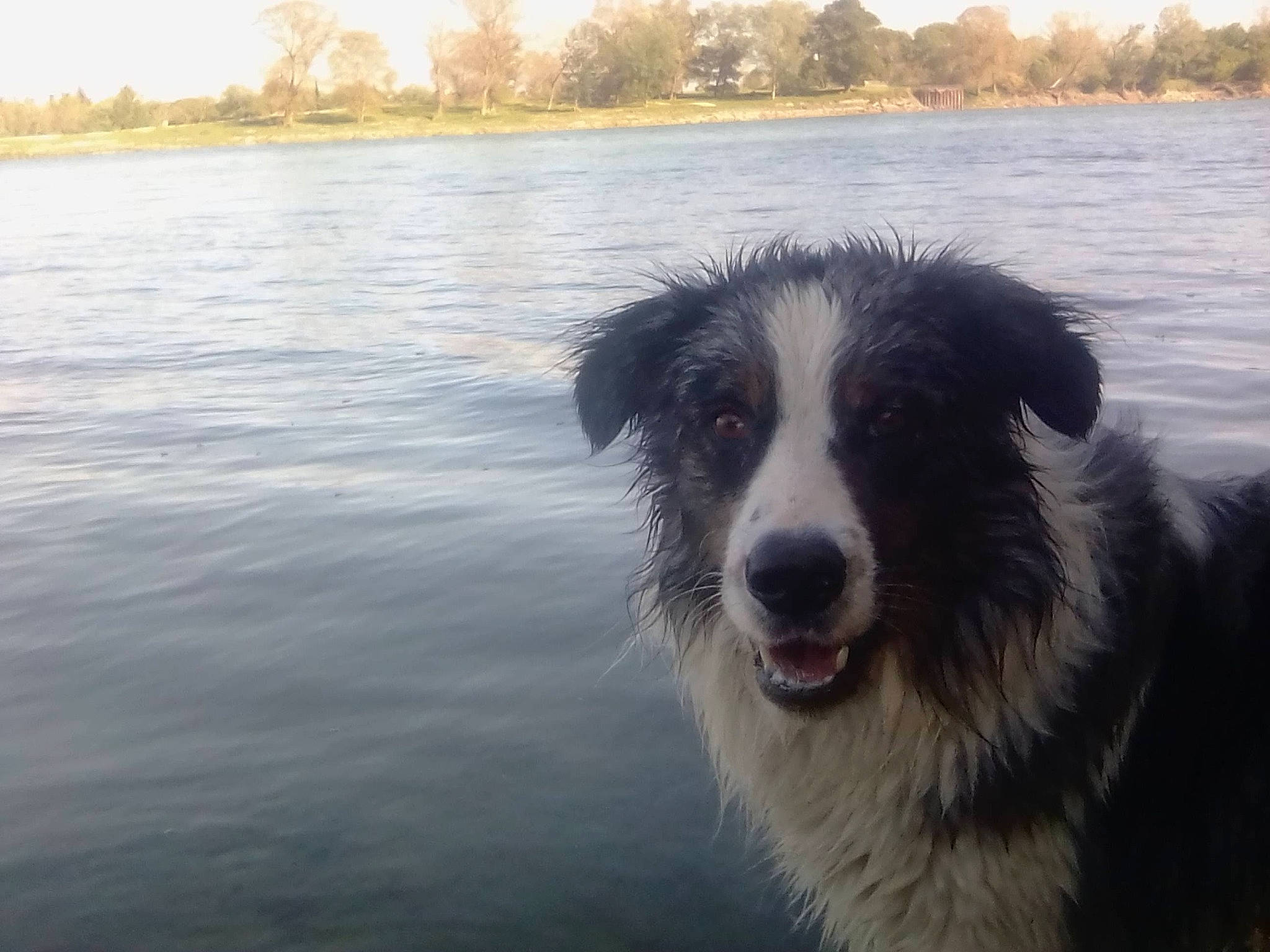 Randir a rejoint le concours — aidez-le/la à gagner de superbes lots ! body_of_water, border_collie, bucovina_shepherd_dog, carnivore, companion_dog, dog, dog_breed, herding_dog, horizon, lake, loch, plant, reservoir, sky, snout, tree, water, water_resources, working_animal, working_dog