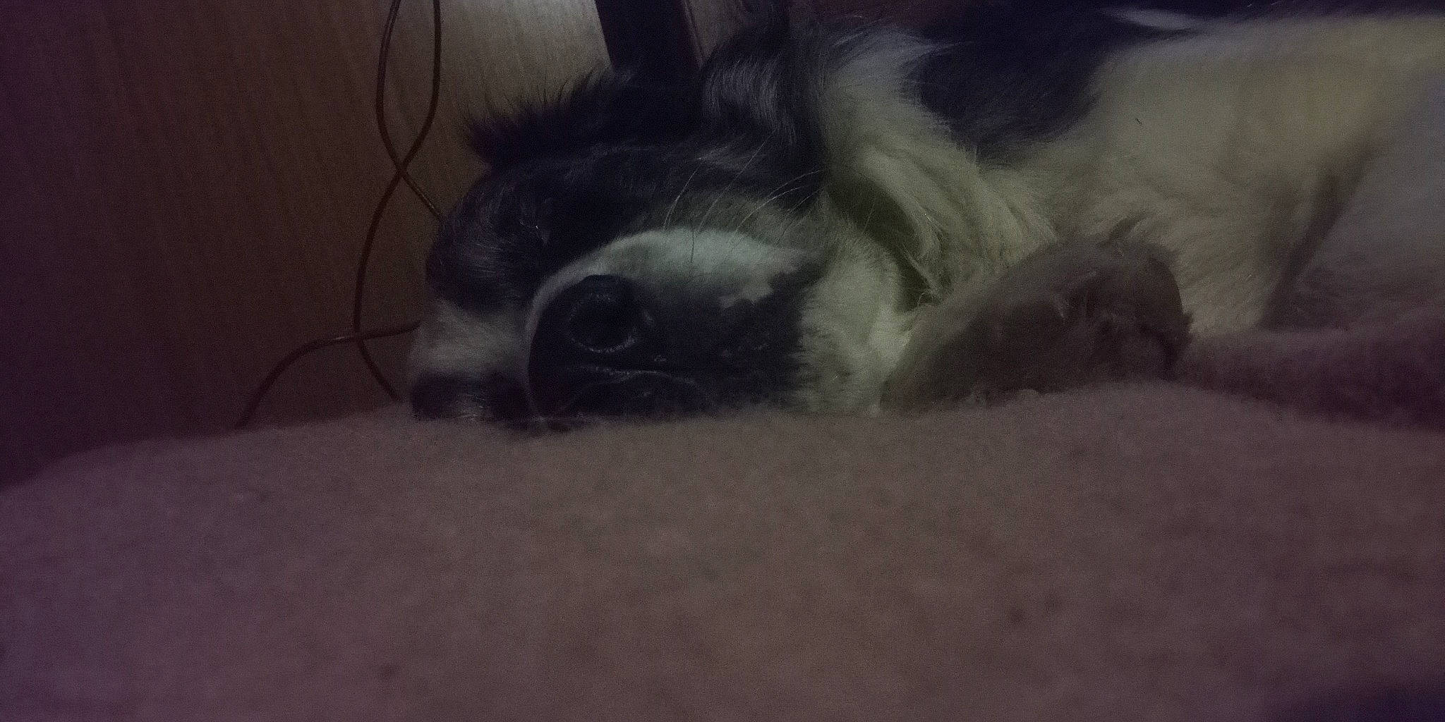 Randir participe au concours pour gagner de l'argent avec cette photo : carnivore, cloud, comfort, companion_dog, dog_breed, felidae, fur, grey, nap, paw, small_to_medium_sized_cats, tail, terrestrial_animal, whiskers