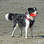 active, animal, beach, black_and_white, canine, catch, collar, daylight, dog, frisbee, fur, harness, nature, outdoor, pet, playful, recreation, sand, standing, summer