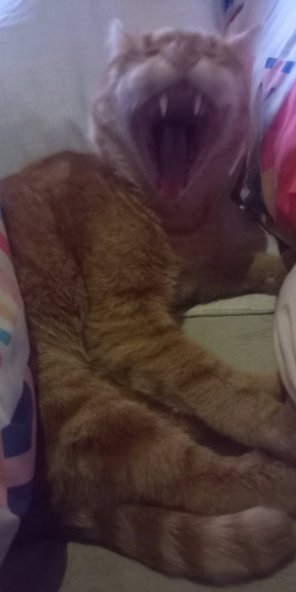 Oliver a rejoint le concours — aidez-le/la à gagner de superbes lots ! canidae, carnivore, cat, cloud, comfort, companion_dog, dog_breed, fawn, feather, felidae, fur, linens, paw, petal, small_to_medium_sized_cats, snout, sporting_group, tail, terrestrial_animal, whiskers