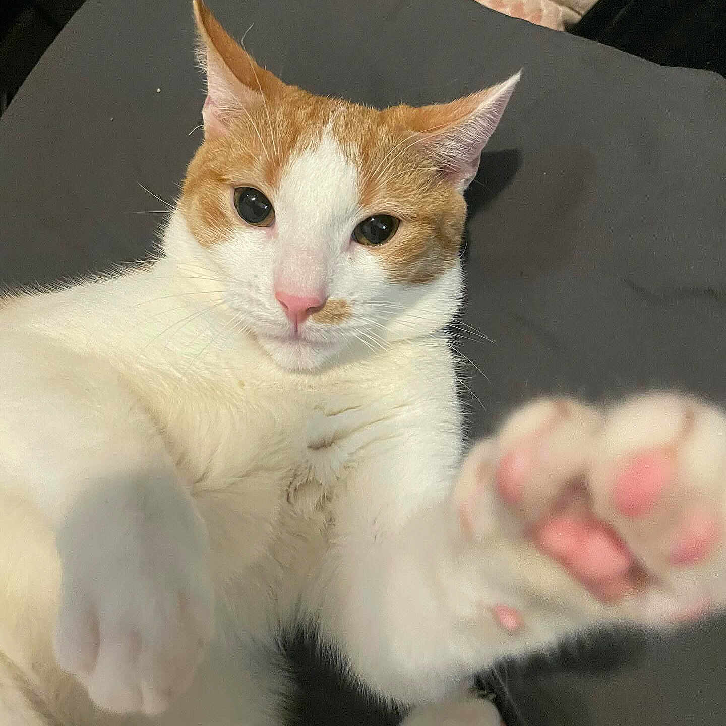 Ron Weasley joined the competition — help win amazing prizes! bed, bi_color, blanket, cat, close_up, cute, ears, feline, human_foot, indoor, looking_at_camera, lying_down, orange_fur, paw, pink_nose, pink_paws, portrait, soft_lighting, whiskers, white_fur