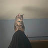 animal, blue_wall, cat, collar, curious, domestic_cat, fabric, feline, household, indoor, looking_down, perched, pet, portrait, shadow, sitting, soft_light, still_life, tabby_cat, wall