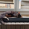Aquali participe au concours pour gagner de l'argent avec cette photo : animal, cat, collar, cozy, curtains, daylight, feline, fur, home, house, indoor, pet, quiet, radiator, relaxation, resting, sleeping, tabby_cat, window, windowsill