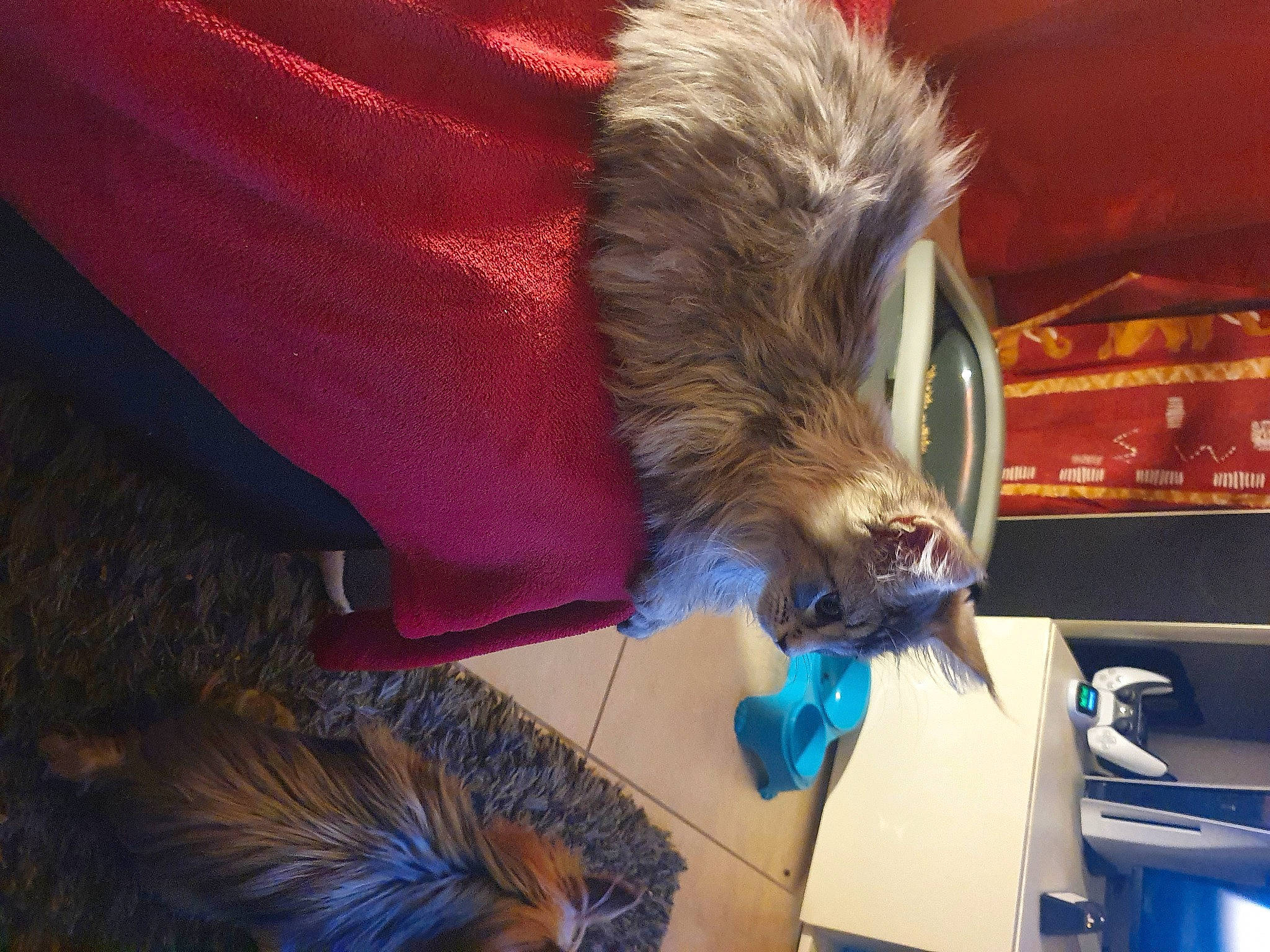 Sinaï a rejoint le concours — aidez-le/la à gagner de superbes lots ! beard, canidae, claw, companion_dog, dog_breed, electric_blue, fashion_accessory, fawn, feather, felidae, fur, magenta, natural_material, rodent, room, small_to_medium_sized_cats, tail, toy_dog, whiskers, wing