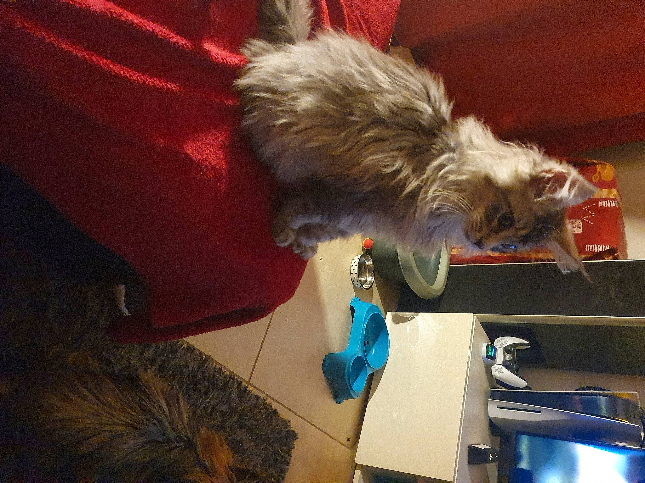 Sinaï participe au concours pour gagner de l'argent avec cette photo : canidae, carnivore, companion_dog, dog, dog_breed, felidae, fur, liver, machine, room, small_terrier, sporting_group, tail, terrier, toy_dog