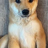 Prada is registered to the contest to win money with this photo: puppy, dog, pet, cute, fur, ears, paw, blanket, sitting, looking, indoor, closeup, animal, young, adorable, furry, snout, whiskers, face, cozy
