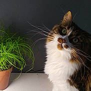 Cali a rejoint le concours — aidez-le/la à gagner de superbes lots ! cat, fluffy, green_eyes, potted_plant, indoor, curious, whiskers, tabby, white_fur, brown_fur, plant_pot, table, houseplant, pet, animal, domestic_cat, fur, closeup, portrait, looking_up