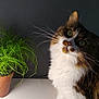 cat, fluffy, green_eyes, potted_plant, indoor, curious, whiskers, tabby, white_fur, brown_fur, plant_pot, table, houseplant, pet, animal, domestic_cat, fur, closeup, portrait, looking_up