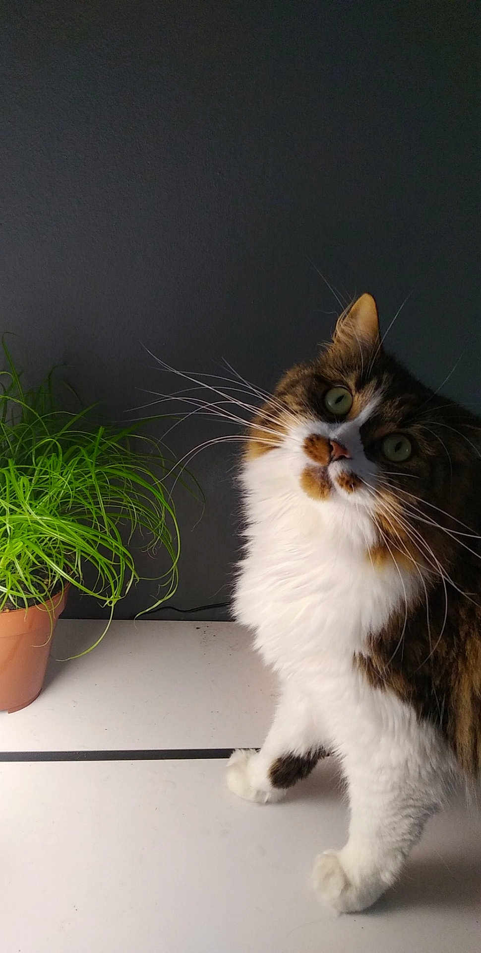 Cali a rejoint le concours — aidez-le/la à gagner de superbes lots ! cat, fluffy, green_eyes, potted_plant, indoor, curious, whiskers, tabby, white_fur, brown_fur, plant_pot, table, houseplant, pet, animal, domestic_cat, fur, closeup, portrait, looking_up