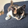 Aïna participe au concours pour gagner de l'argent avec cette photo : cat, calico, pet, animal, whiskers, ears, eyes, couch, furniture, indoor, close_up, laying, resting, fur, soft_light, domestic, mammal, portrait, cute, focused
