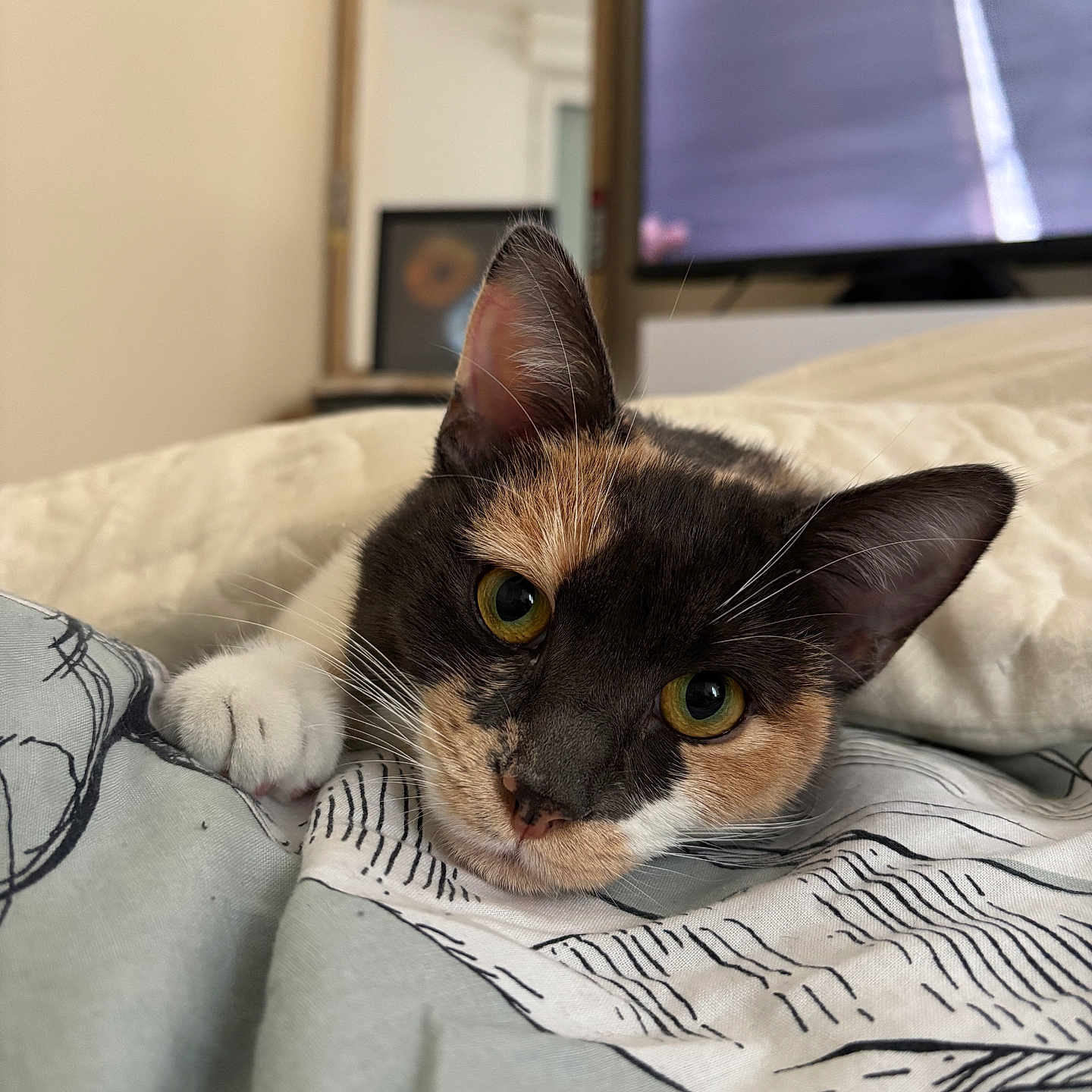 Aïna a rejoint le concours — aidez-le/la à gagner de superbes lots ! animal, bed, blanket, calico, cat, closeup, cozy, curious, cute, ears, face, feline, home, indoor, pet, relaxed, resting, soft_light, whiskers, yellow_eyes