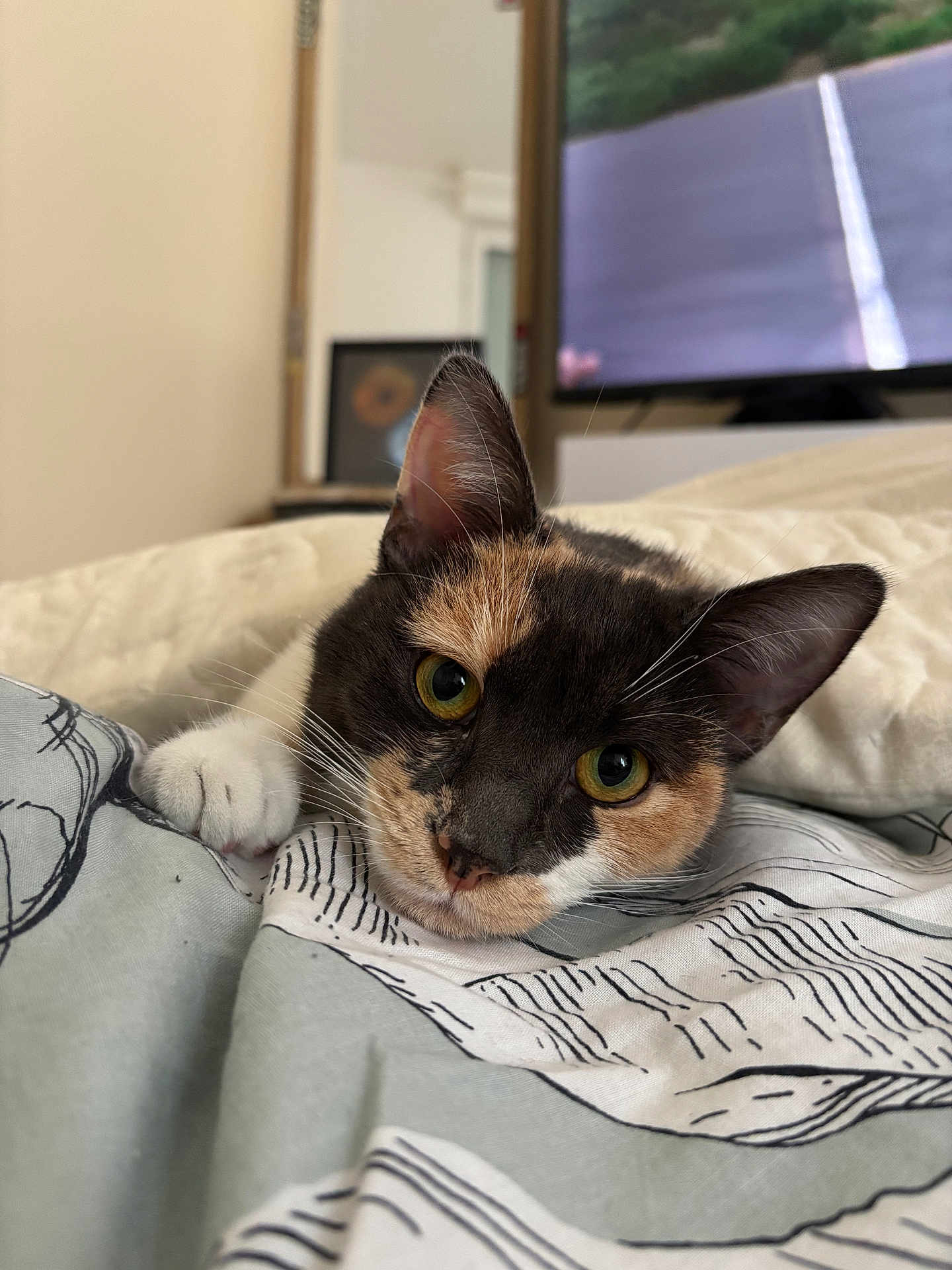 Aïna a rejoint le concours — aidez-le/la à gagner de superbes lots ! cat, calico, pet, animal, indoor, bed, blanket, closeup, face, ears, whiskers, curious, relaxed, feline, yellow_eyes, soft_light, home, cozy, resting, cute