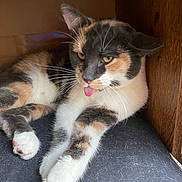 Aïna a rejoint le concours — aidez-le/la à gagner de superbes lots ! cat, calico, tongue_out, cute, pet, animal, feline, whiskers, paw, fur, relaxed, indoor, wood, cozy, playful, cute_expression, resting, domestic_cat, mammal, funny