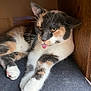 cat, calico, tongue_out, cute, pet, animal, feline, whiskers, paw, fur, relaxed, indoor, wood, cozy, playful, cute_expression, resting, domestic_cat, mammal, funny
