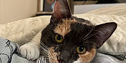 Aïna a rejoint le concours — aidez-le/la à gagner de superbes lots ! cat, calico, pet, animal, indoor, bed, blanket, closeup, face, ears, whiskers, curious, relaxed, feline, yellow_eyes, soft_light, home, cozy, resting, cute